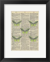 Secret Butterfly II Framed Print
