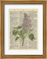 Framed Lilac