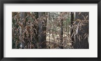 Framed Trees & Leaves Camo