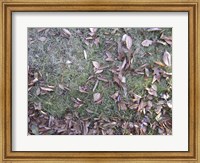 Framed Grass & Leaves Camo