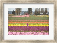 Framed Tulip Farm, Washington