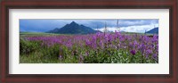 Framed Blooming Fireweed in Ogilvie Mountains