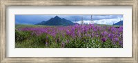 Framed Blooming Fireweed in Ogilvie Mountains