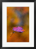 Framed Quebec Autumn Leaf on Pond