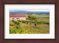 Framed View Over the Mother Vines, Champagne, France