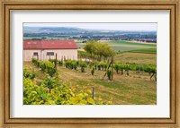 Framed View Over the Mother Vines, Champagne, France