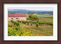 Framed View Over the Mother Vines, Champagne, France