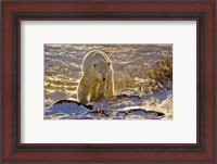 Framed Churchchill Polar Bear