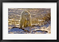 Framed Churchchill Polar Bear