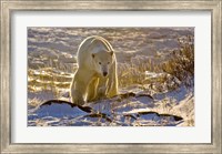 Framed Churchchill Polar Bear