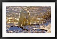 Framed Churchchill Polar Bear