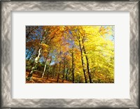 Framed Autumn Leaves of Trees