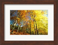 Framed Autumn Leaves of Trees