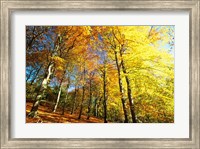 Framed Autumn Leaves of Trees