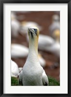 Framed Northern Gannet bird