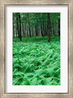 Framed Quebec Maple Tree Forest
