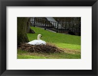 Framed Belgium, Nesting Swans