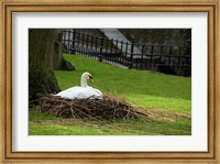 Framed Belgium, Nesting Swans