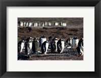 Framed Falklands, Saunders Island,