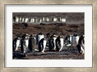 Framed Falklands, Saunders Island,