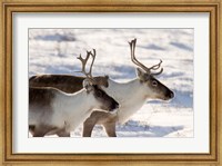 Framed Caribou in Canada