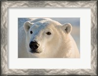 Framed Canada, Manitoba, Hudson Bay, Churchill Polar bear