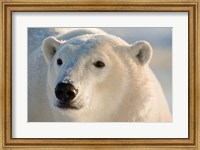 Framed Canada, Manitoba, Hudson Bay, Churchill Polar bear