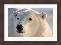 Framed Canada, Manitoba, Hudson Bay, Churchill Polar bear