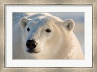 Framed Canada, Manitoba, Hudson Bay, Churchill Polar bear