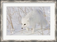 Framed Churchill Arctic Fox