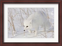 Framed Churchill Arctic Fox