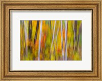 Framed Autumn Colors in Forest