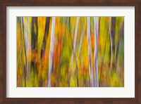 Framed Autumn Colors in Forest