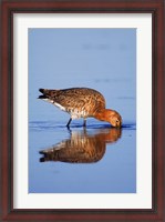 Framed Black-Tailed Godwit Bird