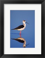 Framed Black-Winged Stilt Bird