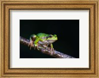 Framed Tree Frog in Lake Neusiedl