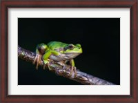 Framed Tree Frog in Lake Neusiedl