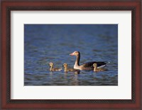 Framed Greylag Goose