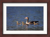 Framed Greylag Goose