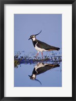 Framed Northern Lapwing Butterfly