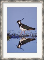 Framed Northern Lapwing Butterfly