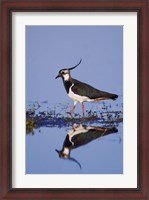 Framed Northern Lapwing Butterfly