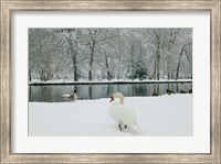 Framed Chateau de Vizille Park, Swan Lake