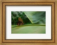 Framed Butterfly on a Leaf