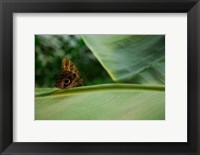 Framed Butterfly on a Leaf