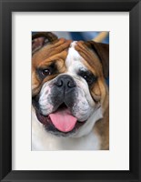 Framed English Bulldog in Belgium