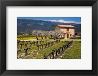 Framed Stone House and Vineyard, Mt Ventoux