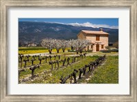 Framed Stone House and Vineyard, Mt Ventoux