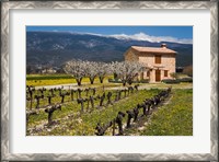 Framed Stone House and Vineyard, Mt Ventoux