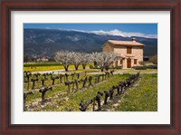 Framed Stone House and Vineyard, Mt Ventoux